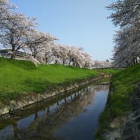 2024年4月1日　桜🌸見に行きましょう～奈良
