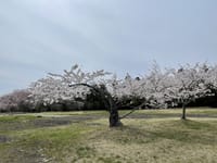 多賀城跡の「古木桜」が満開です。 