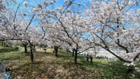 浜寺公園の桜（２０２２年４月１日）Insta360 ONE X2