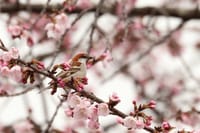 季節限定・桜に遊ぶ・・・ニュウナイスズメ