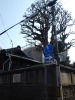☆堤防に自生した樹木がそのまま令和にバトンタッチ！【大阪市保存樹木】