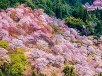 ★世界遺産 吉野山千本桜の見学と、世界遺産 高野山の見学、宿坊に泊まる2日間ツアー♪