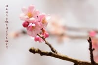 今日の俳句　桜