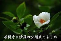 『日々のフォト俳句』　沙羅の花
