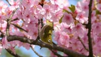 大仙公園のメジロと桜（２０２３年３月１１日）LUMIX DMC FZ1000