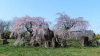 大仙公園の枝垂桜（２０２１年３月２３日）