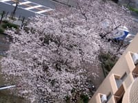 ●　モノクロからカラー写真へ　路傍の桜・桃の花