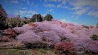ＨＰ　更新　湖東三山　香嵐渓　川見の四季桜