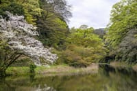 カメラぶらり散歩　皇居の桜