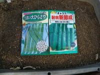 夏野菜の種