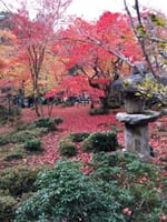 京都の紅葉を見に行きませんか