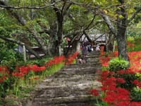 奈良の古寺のヒガンバナ巡り