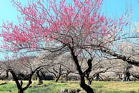 花散策　埼玉県越生町の越生梅林と東京都青梅市の梅の公園
