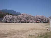 信州市田小学校の桜　満開です
