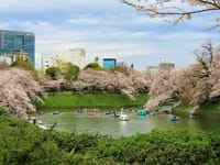 写真３枚は、千鳥ヶ淵の桜、練馬区役所２０階の展望ロビーから富士山を撮る、練馬区立学田公園の桜