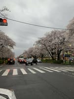 雨降りの日は車で桜の花見でした。