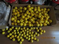 花柚の収穫