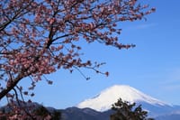 一足早い桜の便り～松田山