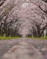 佐賀の桜トンネルお花見🌸お得ランチ🐄＋カラオケ🎤土曜日の部