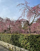 今日（京）の散歩道は桜満開！