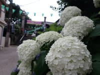 6月14日文京あじさい祭り&小石川植物園
