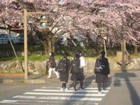 やっと春が来た新潟市の桜