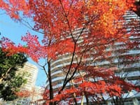 みなとみらいの紅葉、シジュウカラ、武蔵小杉の紅葉