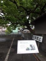 ☆大阪府天然記念物認定が当然だと感動の巨木【稗島のクスノキ】