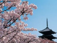 （企画。日時未定）京都でもっとも遅く咲く御室桜と仁和寺の八十八ヵ所