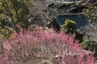北鎌倉で早春の花のフォト散歩をしてきました