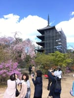 京都の仁和寺八重桜。一週間前見に行きました
