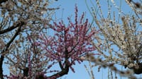 大仙公園の梅の花（２０２３年３月１１日）LUMIX DC S5