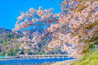 【MD♪】 春の京都嵐山ふたたび♪♪桜を観て食事を楽しみましょう🌸