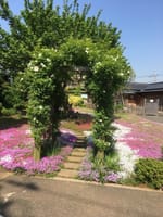 郭沫若記念館の芝桜