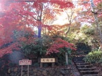 ランチビッフェと唐沢山神社の紅葉、夜はあしかがフラワーパークイルミネーション