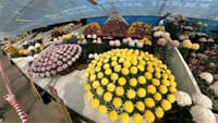 第３８回 日本菊花全国大会「国華園・二色の浜店」（２０２１年１１月１５日）特作花壇の部　動画