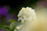 春景色 その8「白い沈丁花」