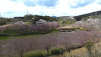 桜の追っかけ第四弾～常陸風土記の丘