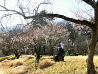 国営武蔵丘陵森林公園の梅