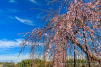 開花が進む霊巌寺と高麗神社の桜