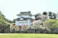 桜のたより　【番外】　名古屋城・なごりの桜見物＆続く藤の花🌹🌹