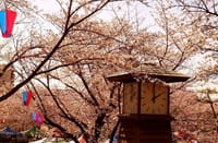 飛鳥山公園の桜は満開だった、