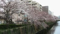 桜がだいぶ咲きました