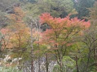 紅葉の丹沢大山を歩きます