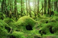 日本で有数の苔　八ヶ岳　6つの森巡り