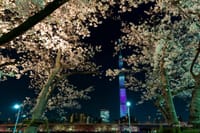 (中止です)隅田公園 桜とスカイツリー＆懇親会