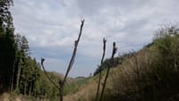 カモネギ山でタラの芽採り2019.3.30