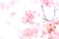 新宿御苑の3月の桜　