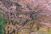 カタクリの咲く日和田山へ