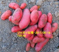 ジャガイモ掘り・6月19日今朝の気温19℃